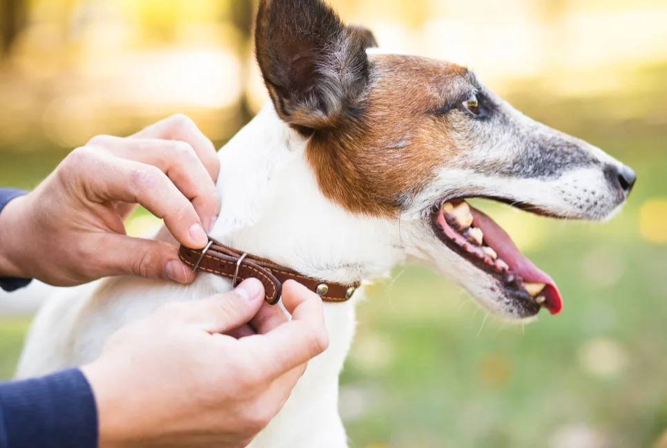 Owner putting on collar on dog